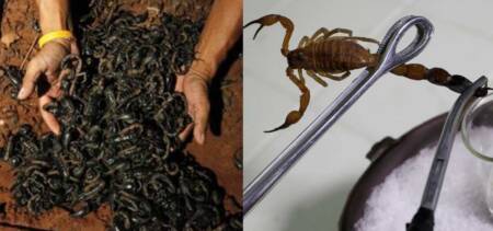 scorpions in kp pakistan