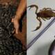 scorpions in kp pakistan