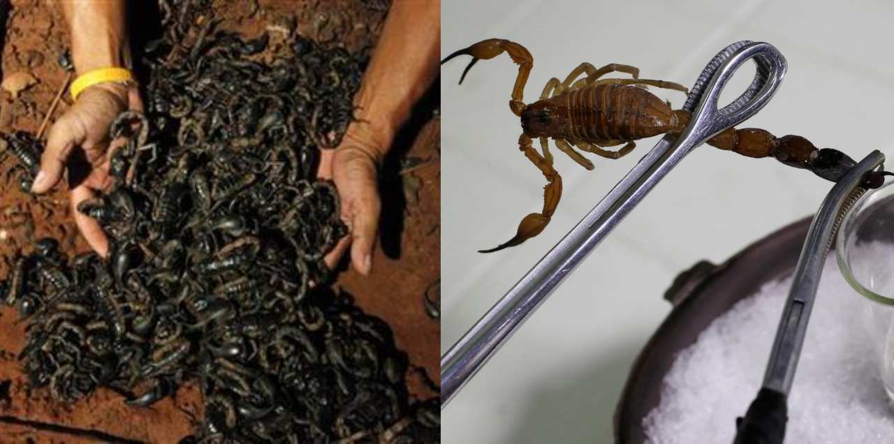 scorpions in kp pakistan