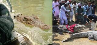 manghophir crocodiles