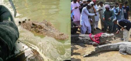 manghophir crocodiles