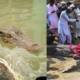 manghophir crocodiles