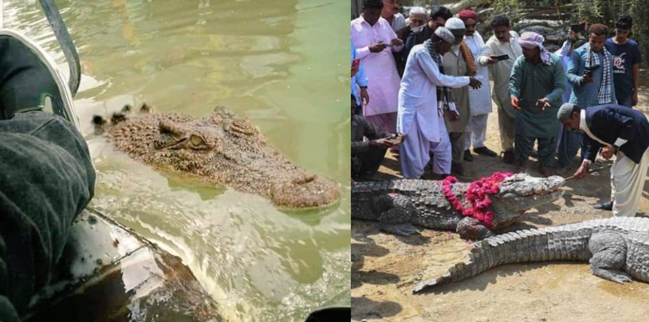 manghophir crocodiles