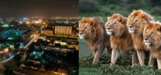 lions roaming freely karachi