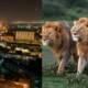 lions roaming freely karachi