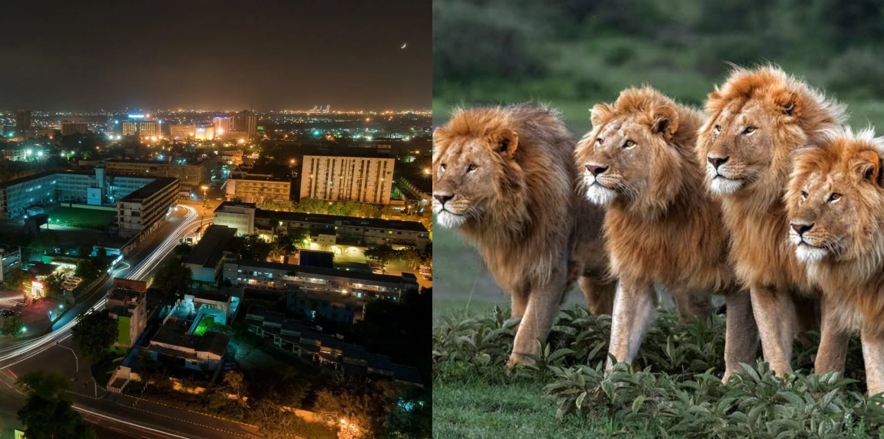 lions roaming freely karachi