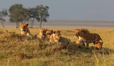 lions karachi street wildlife