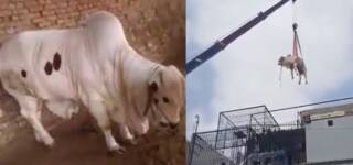bakra eid crane cow