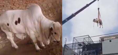 bakra eid crane cow