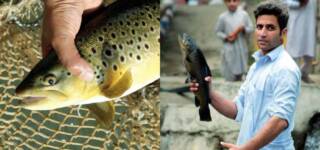 Trout Farms In Swat At Risk Of Bankruptcy If The Covid-19 Lockdown Continues