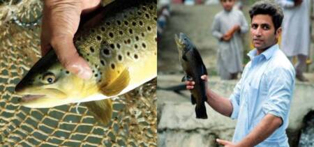 Trout Farms In Swat At Risk Of Bankruptcy If The Covid-19 Lockdown Continues
