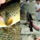 Trout Farms In Swat At Risk Of Bankruptcy If The Covid-19 Lockdown Continues