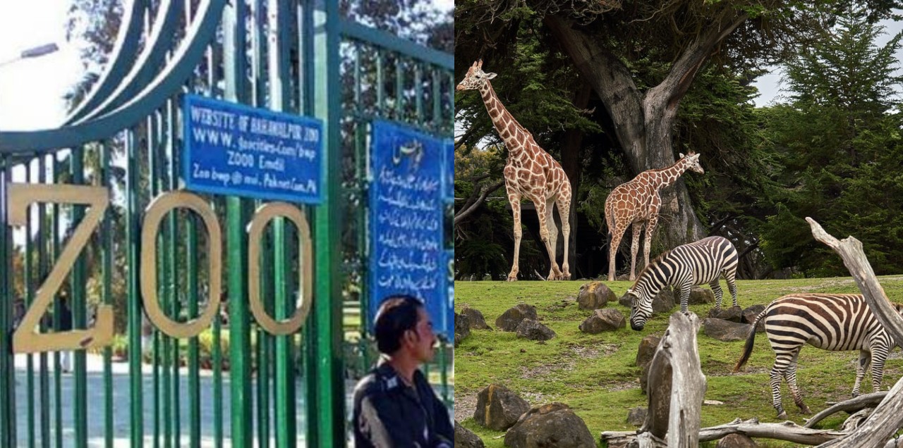 zoo animals islamabad missing