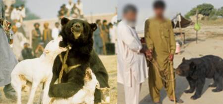 bear baiting rahim yar khan
