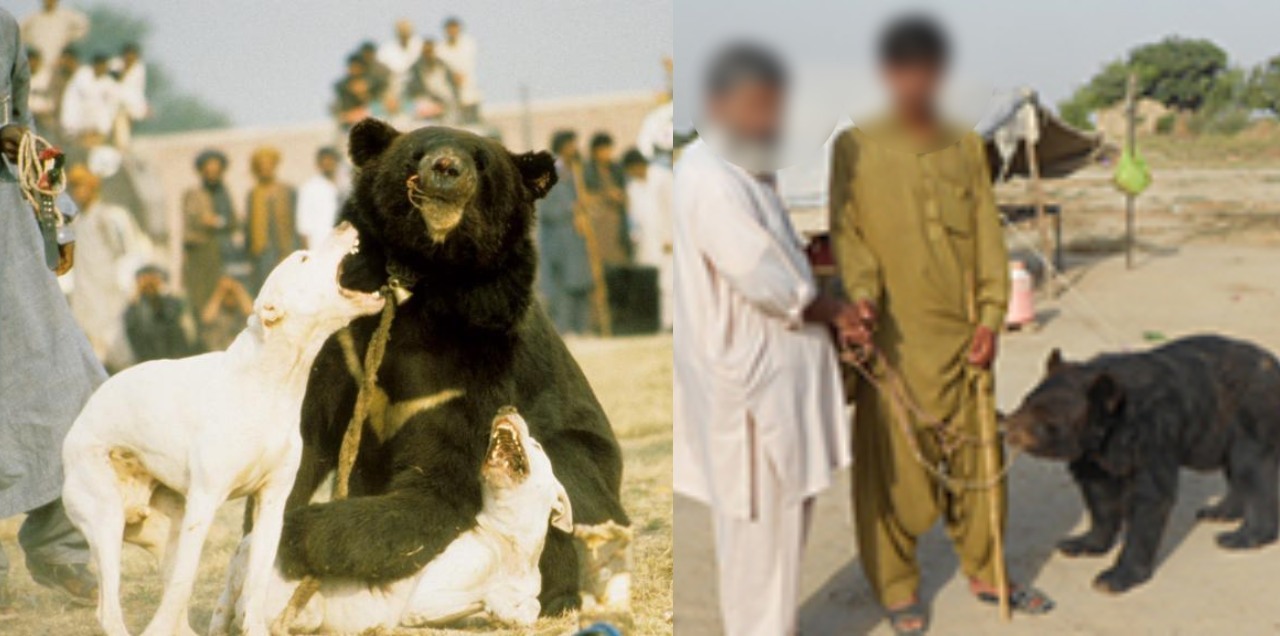 bear baiting rahim yar khan