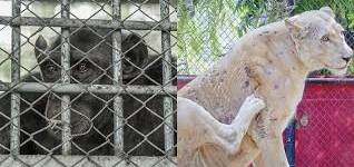 Animal Abuse