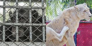 Animal Abuse