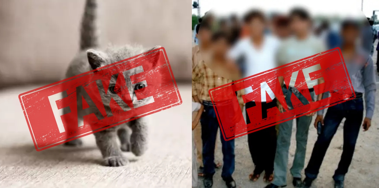 kitten abuse story fake