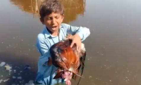 Kukkar Margaya problems sindh
