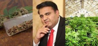 Govt approves Cannabis Pakistan