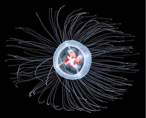 jellyfish immortal creepy facts 10 pm