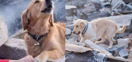 story photos dog quake turkey