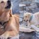 story photos dog quake turkey