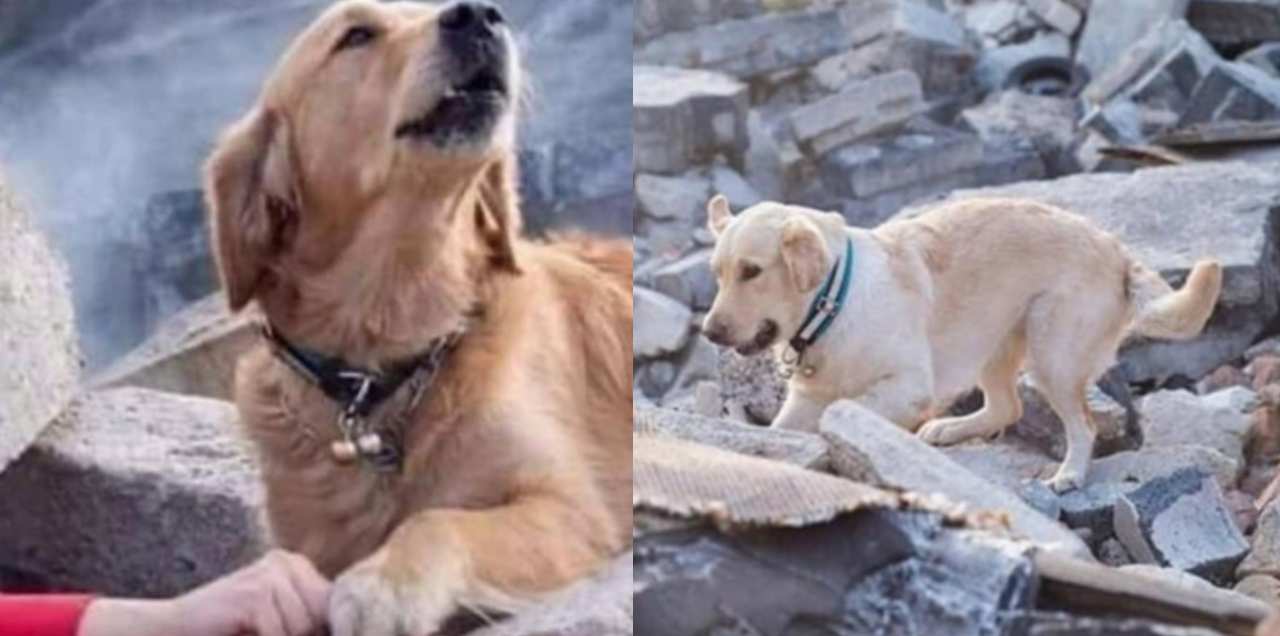 What's The Story Behind Photos Of A Dog Rescuing Its Owner After Quake
