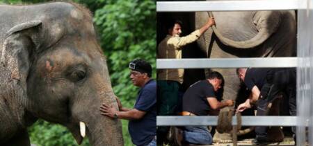 Kaavan