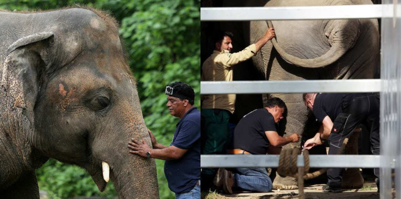 Kaavan