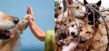 animal rights