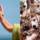 animal rights