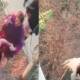 Family Faisalabad Torture 12-Year-Old Maid