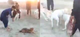 DG Khan Dogs Jackal wrestle