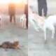 DG Khan Dogs Jackal wrestle
