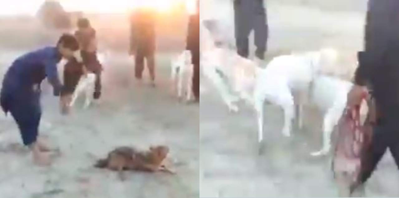 DG Khan Dogs Jackal wrestle