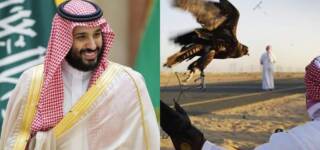 houbara bustard hunt