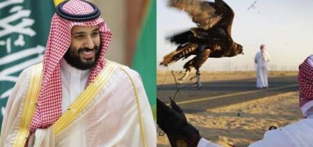 houbara bustard hunt