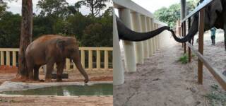 Kaavan
