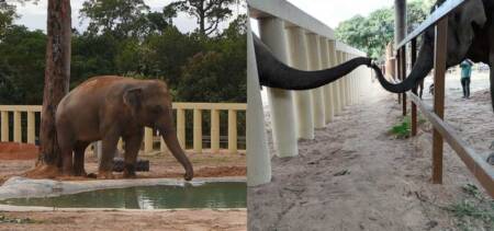 Kaavan