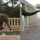 Kaavan