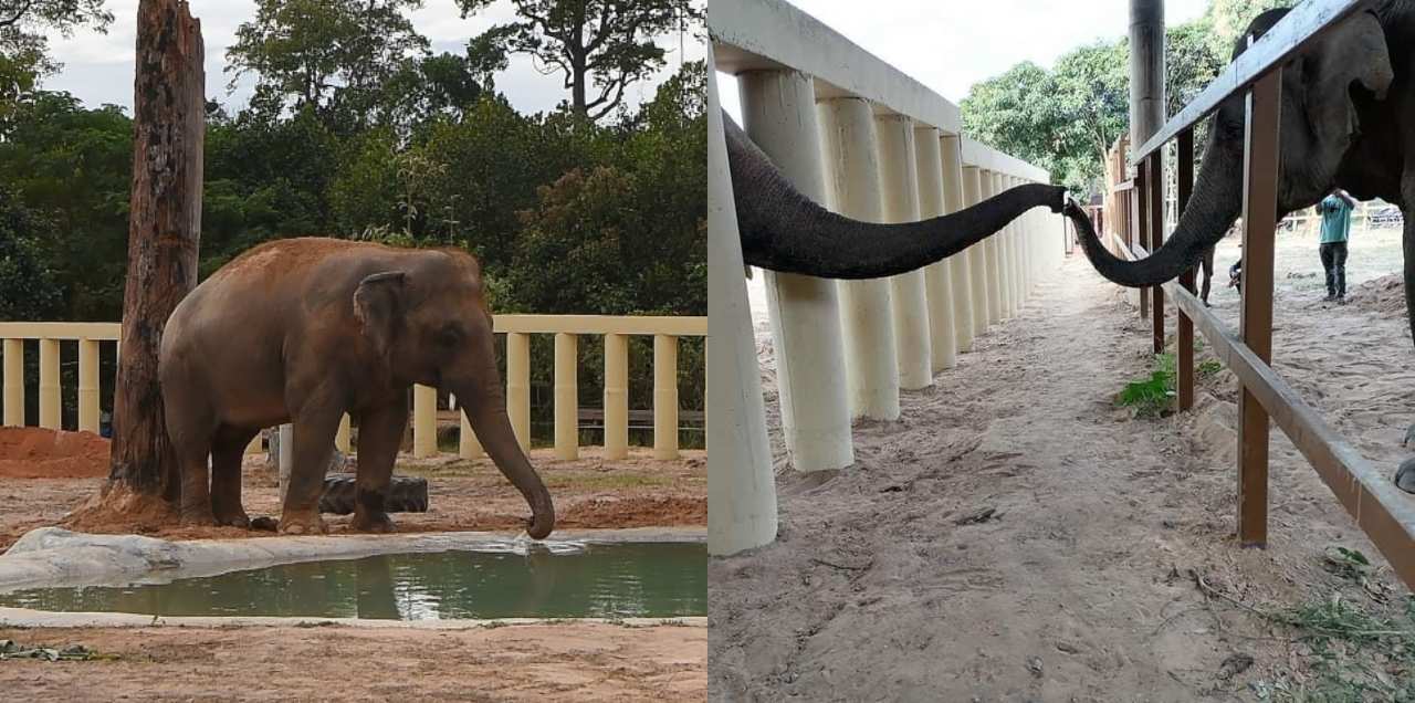 Kaavan