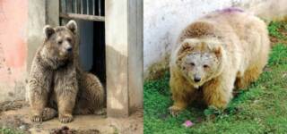 Two Himalayan Brown Bears