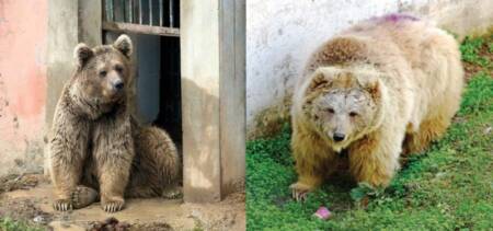 Two Himalayan Brown Bears