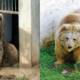 Two Himalayan Brown Bears
