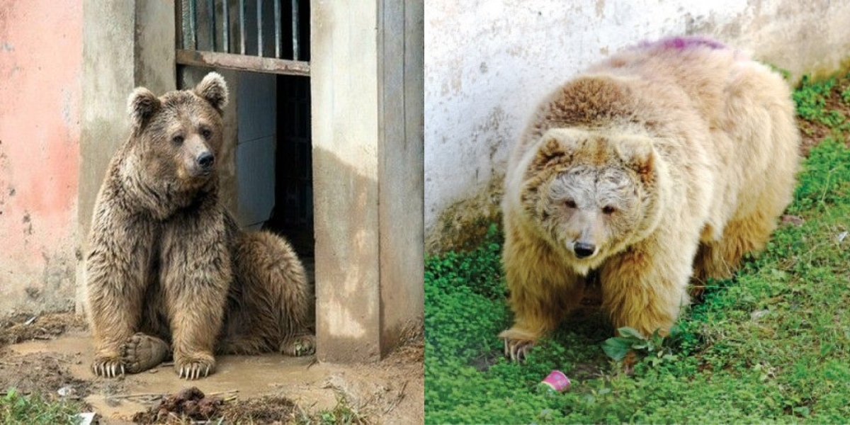 Two Himalayan Brown Bears