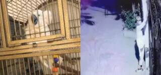 Thieves Grab Parrots