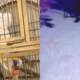 Thieves Grab Parrots