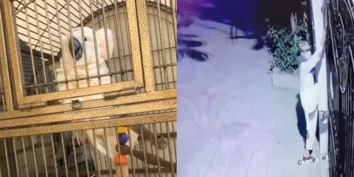 Thieves Grab Parrots