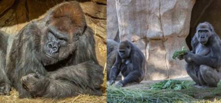Gorillas COVID-19 Zoo US
